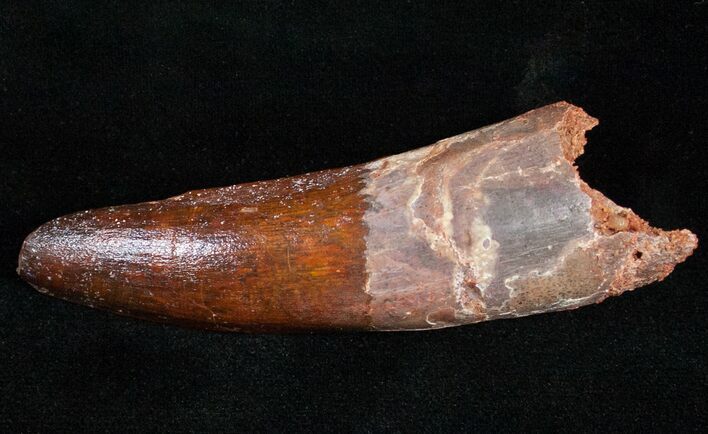 Large, Quality Spinosaurus Tooth #11990